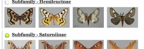 jQuery Load SlideToggle Jumping